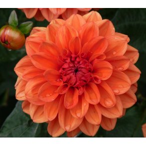 Dahlia Orange Nugget