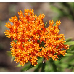 Orange Silkeblomst, 3 stk