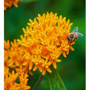 Orange Silkeblomst, 3 stk