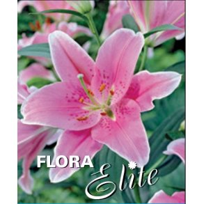 Lilium orientale Pink, 2 lg