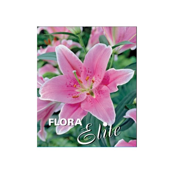 Lilium orientale Pink, 2 lg