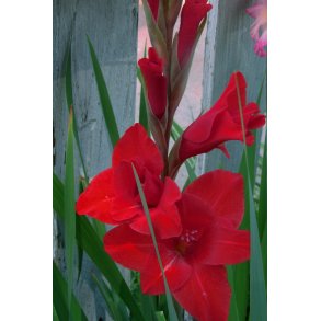 Gladiolus Oscar