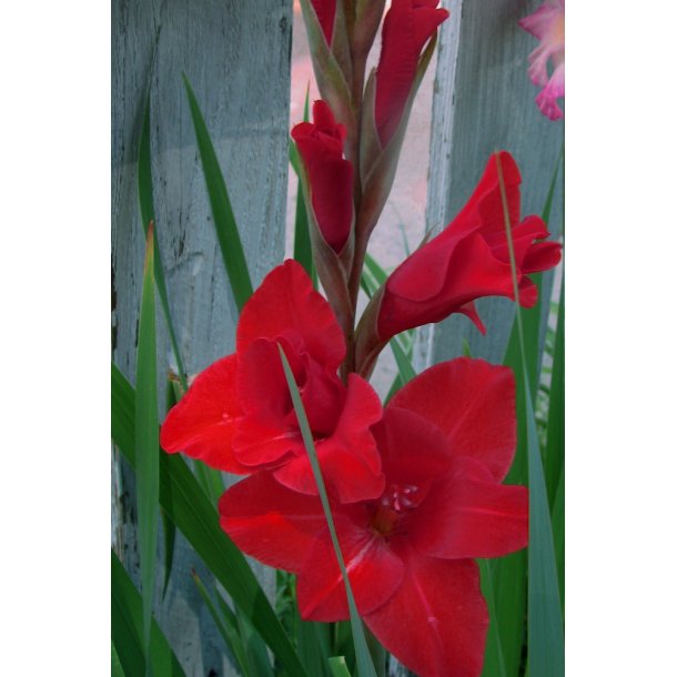 Gladiolus Oscar