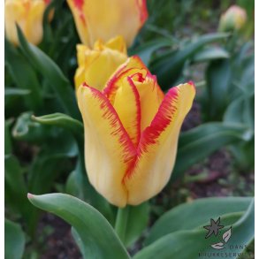 Tulipan Outbreak