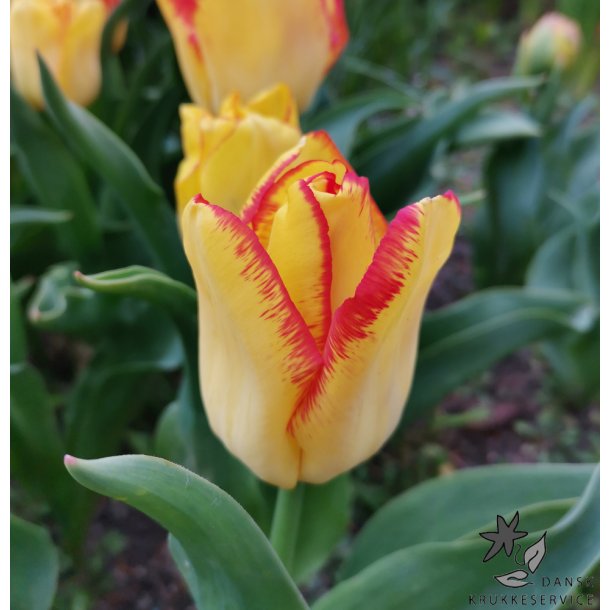 Tulipan Outbreak