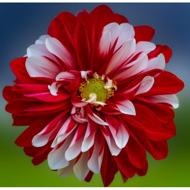 Dahlia Pacific Time