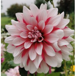 Dahlia Pacific Time