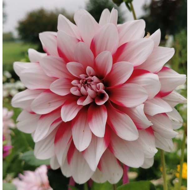 Dahlia Pacific Time
