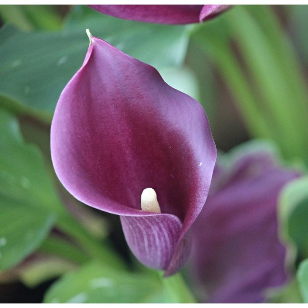 Calla Paco