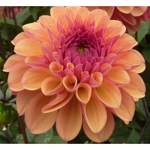 Dahlia Palmares