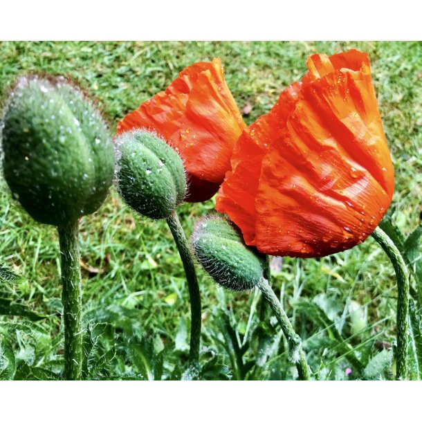 Kmpevalmuer Mix, 5 stk