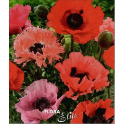 Kmpevalmuer Mix, 5 stk