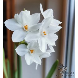 Pskelilje Paperwhite - Juletazet