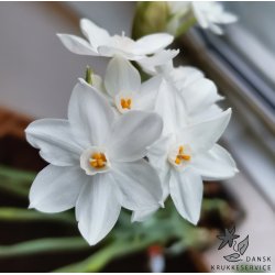 Pskelilje Paperwhite - Juletazet