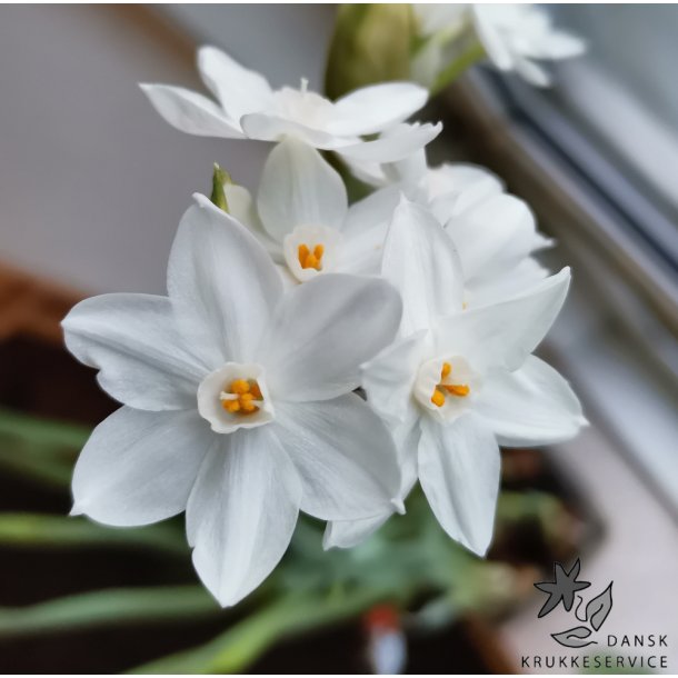 Pskelilje Paperwhite - Juletazet