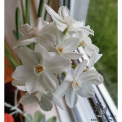 Pskelilje Paperwhite - Juletazet