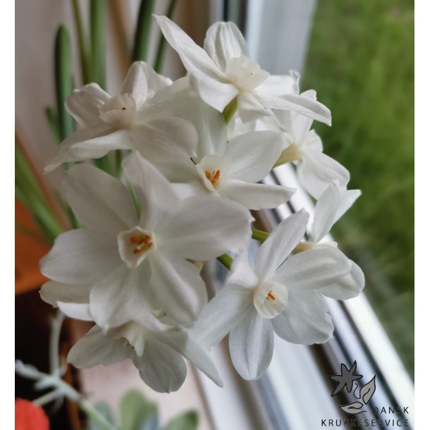 Pskelilje Paperwhite - Juletazet