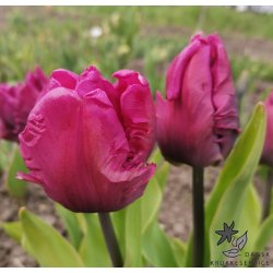 Tulipan Parrot Prince