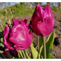 Tulipan Parrot Prince