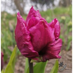 Tulipan Parrot Prince