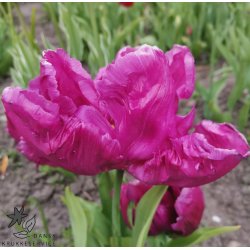 Tulipan Parrot Prince
