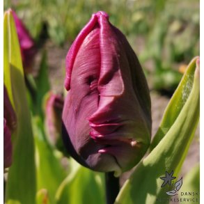 Tulipan Parrot Prince