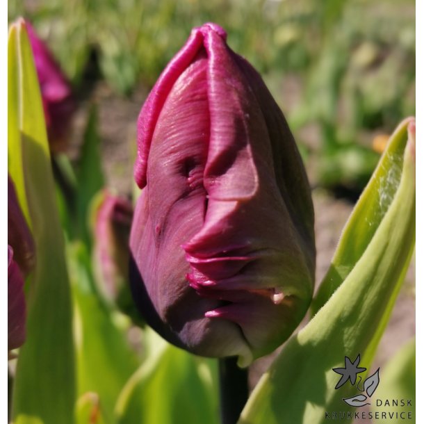 Tulipan Parrot Prince