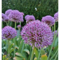 Prydlg Party Balloons