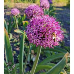 Prydlg Party Balloons