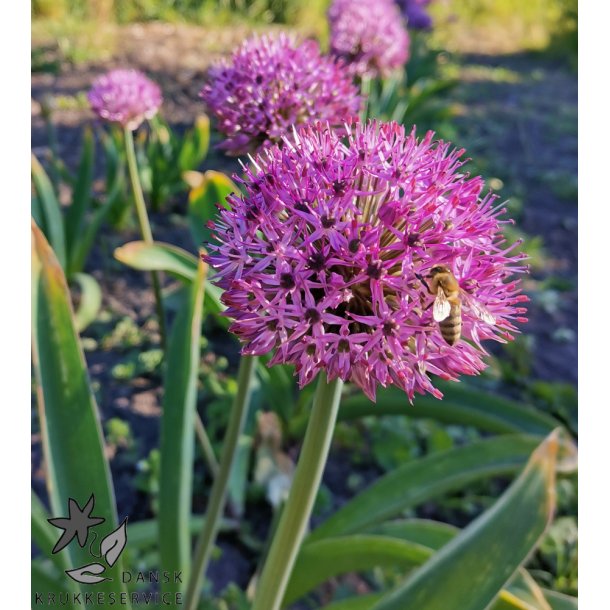 Prydlg Party Balloons