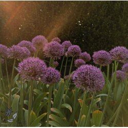 Prydlg Party Balloons