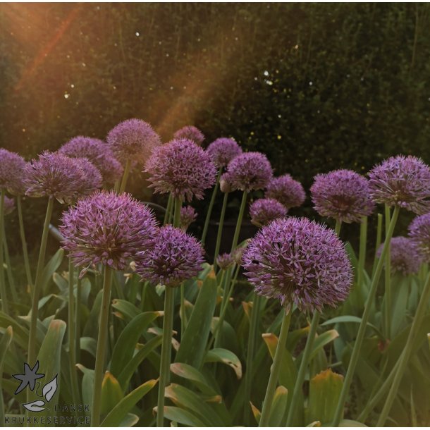 Prydlg Party Balloons