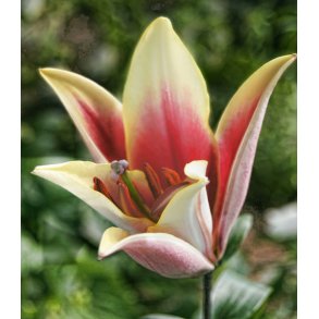 Lilium O/T Passion Moon 2 lg