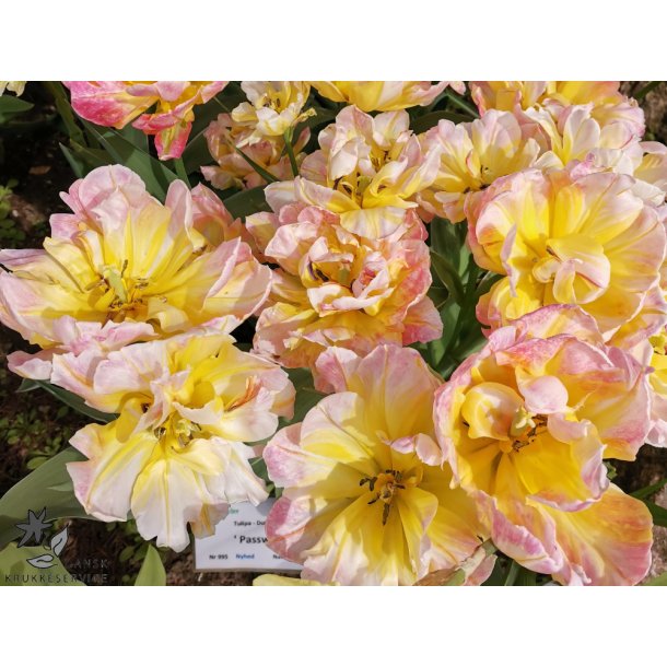 Tulipan Password