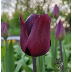 Tulipan Paul Scherer