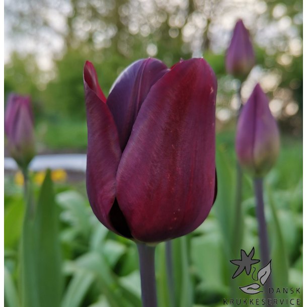 Tulipan Paul Scherer