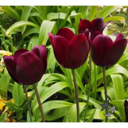 Tulipan Paul Scherer