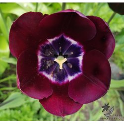 Tulipan Paul Scherer