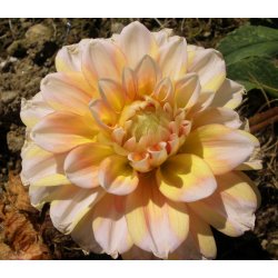 Dahlia Peaches and Cream