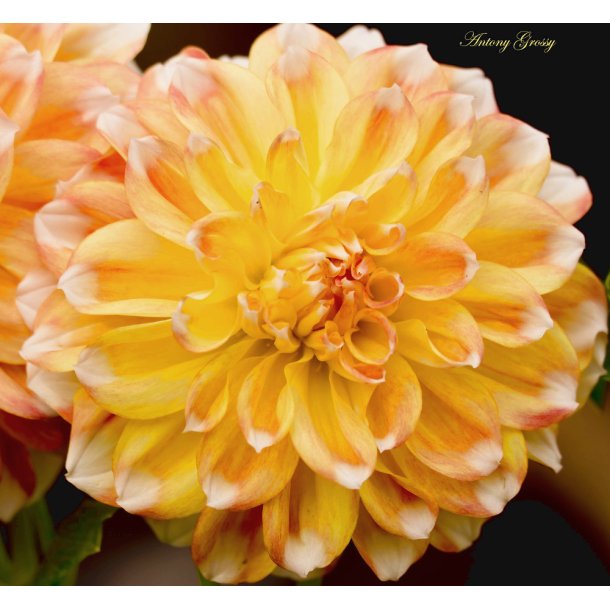 Dahlia Peaches and Cream