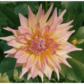 Dahlia Penhill Autumn Shade