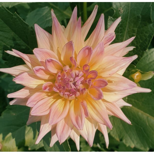 Dahlia Penhill Autumn Shade