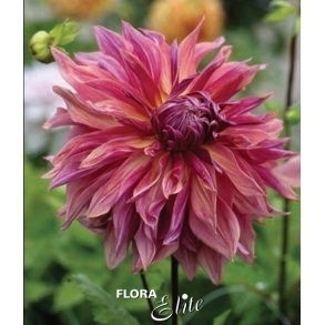 Dahlia Penhill Dark Monarch