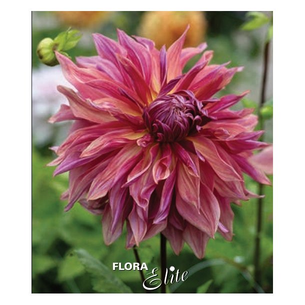 Dahlia Penhill Dark Monarch