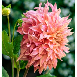 Dahlia Penhill Watermelon