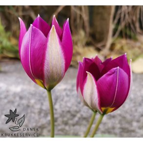 Botanisk Tulipan Persian Pearl
