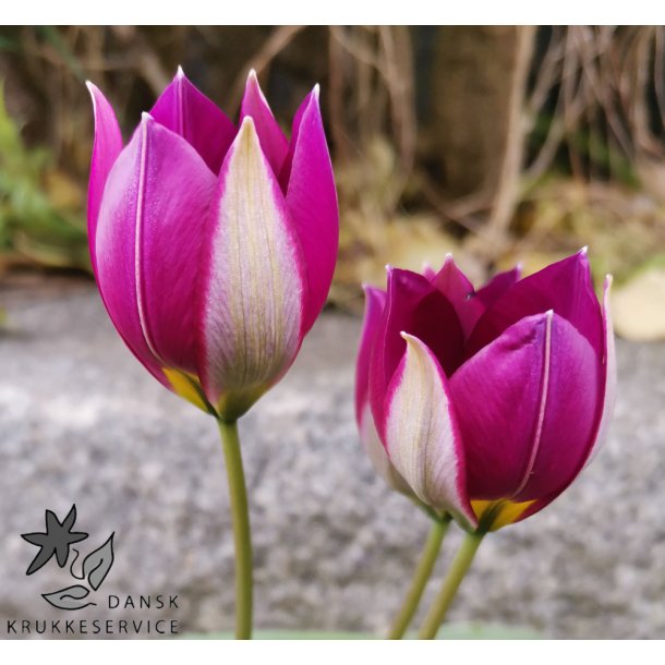 Botanisk Tulipan Persian Pearl
