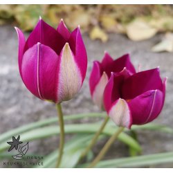 Botanisk Tulipan Persian Pearl