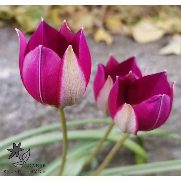 Botanisk Tulipan Persian Pearl