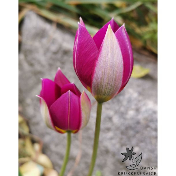 Botanisk Tulipan Persian Pearl